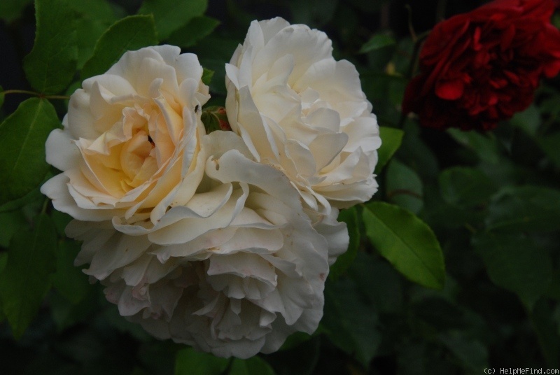 'Kosmos ® Fairy Tale (floribunda, Kordes, 2006)' rose photo