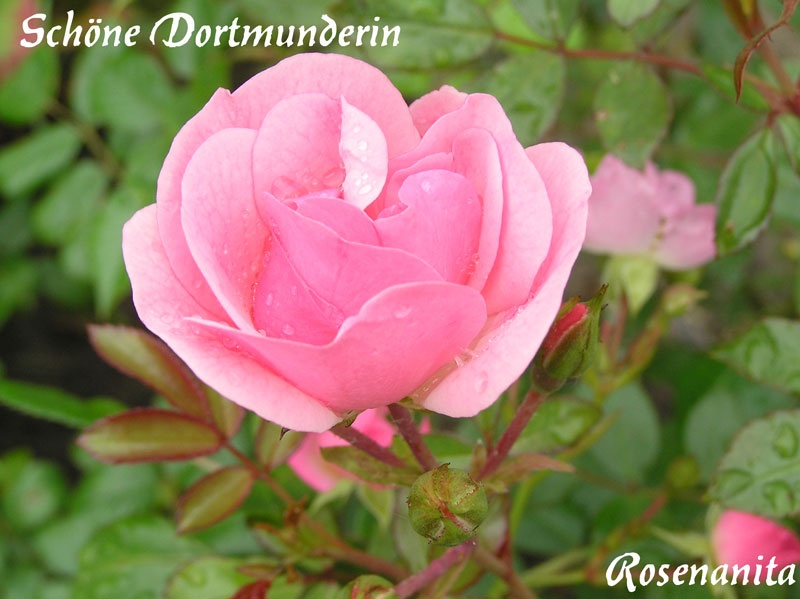 'Schöne Dortmunderin ®' rose photo