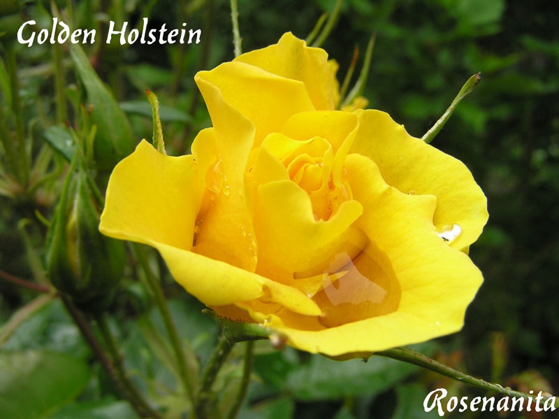 'Golden Holstein (floribunda, Kordes 1989)' rose photo