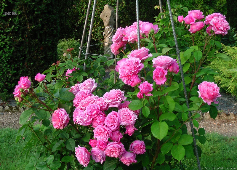 'Bienvenue ® (climber, Delbard 1999)' rose photo