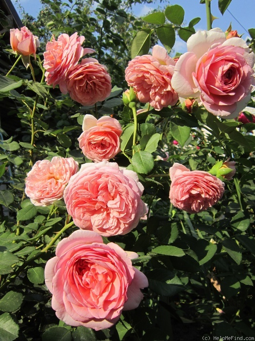 'Abraham Darby' rose photo