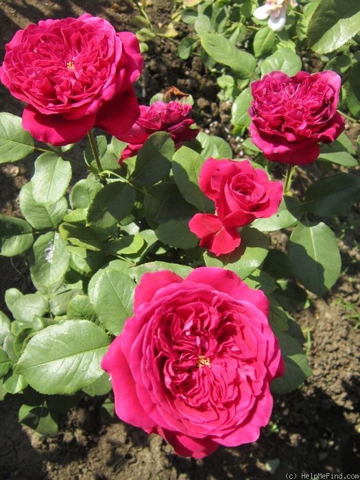'Alain Souchon ®' rose photo
