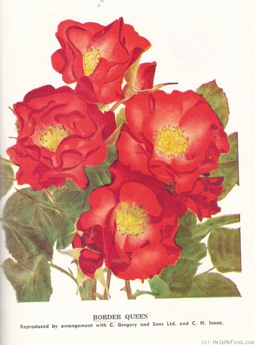'Border Queen (floribunda, De Ruiter, 1950)' rose photo