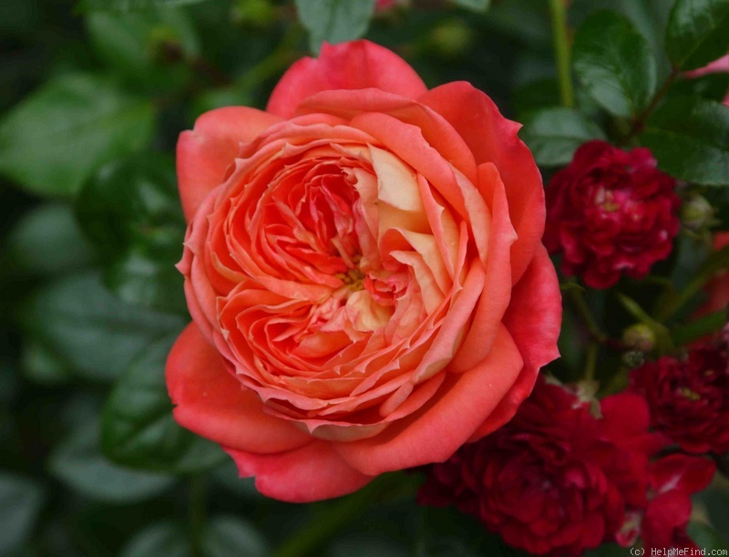 'Queen of Hearts ® (floribunda, Kordes, 2000/08)' rose photo