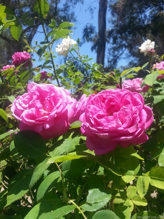 'Baronne Prévost (Hybrid Perpetual, Desprez, 1841)' rose, click to enlarge 'Baronne Prévost (Hybrid Perpetual, Desprez, 1841)' rose photo