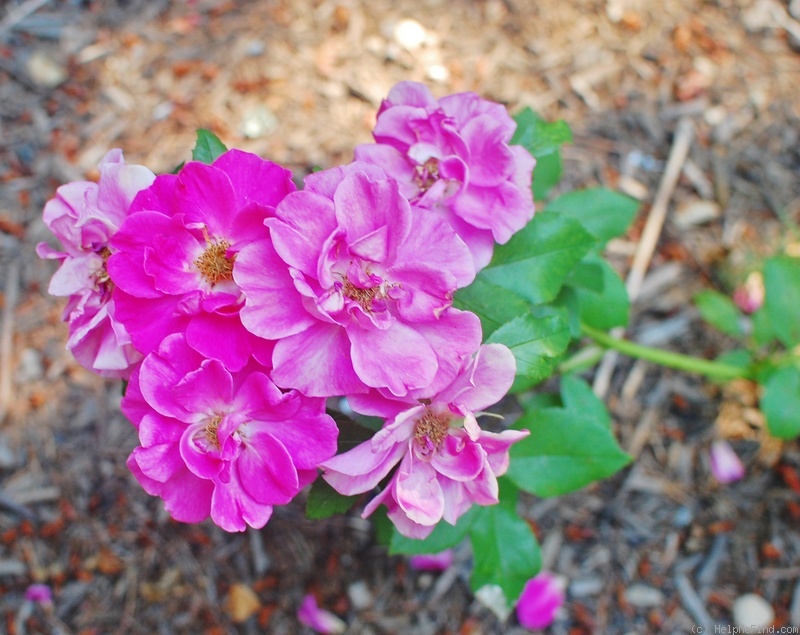 'Lynnie (Shrub, Rupert, 2001)' rose photo