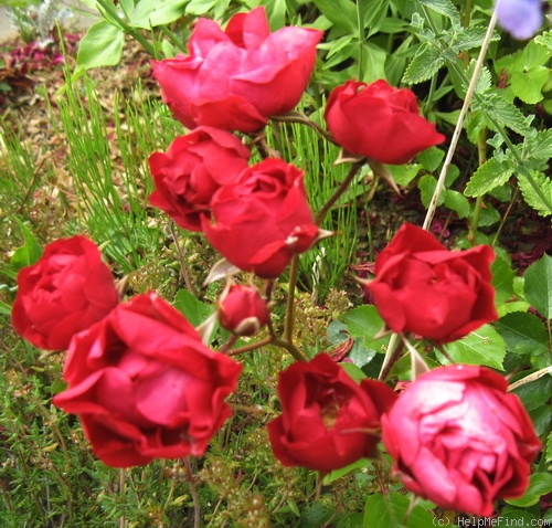 'Red Triumph' rose photo