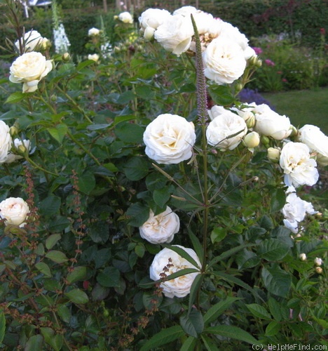 'Artemis ® (shrub, Evers/Tantau, 2004/09)' rose photo