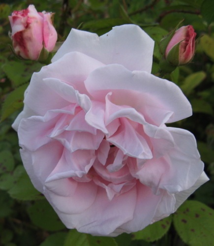 'Conrad F. Meyer' rose photo