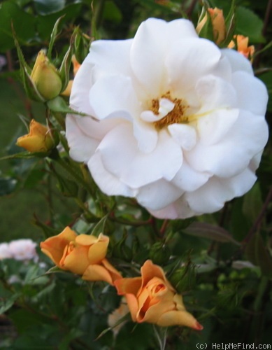 'Pas de Deux' rose photo