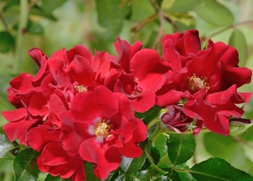 'Matador (shrub, Evers/Tantau, 2011)' rose photo