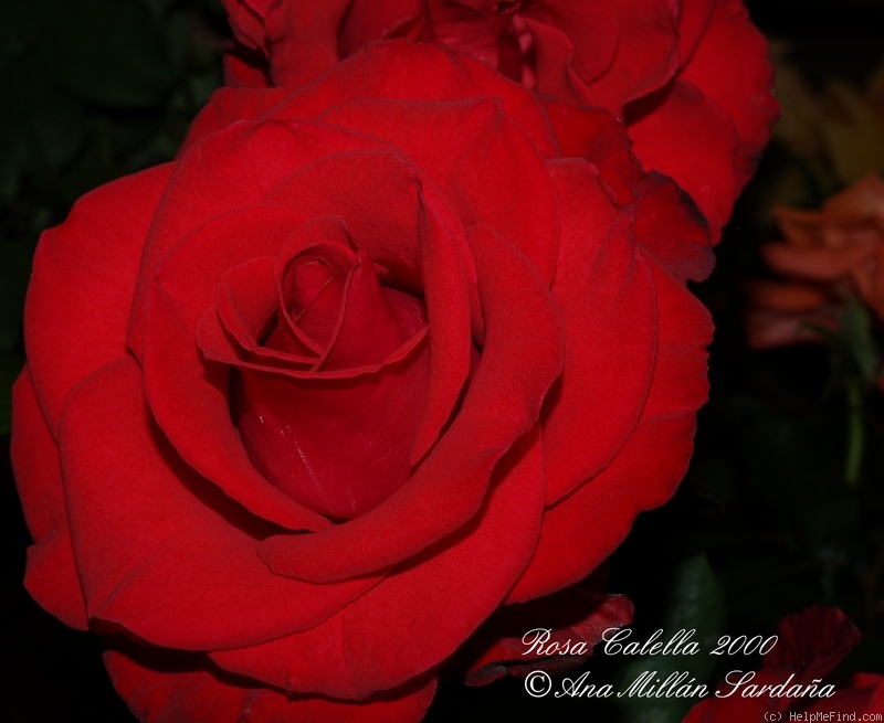 'Calella 2000' rose photo