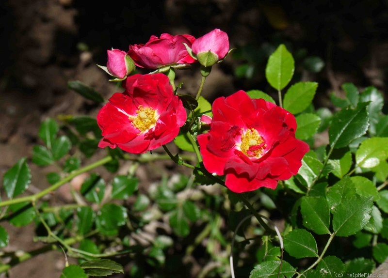 'Crimson Showers' rose photo