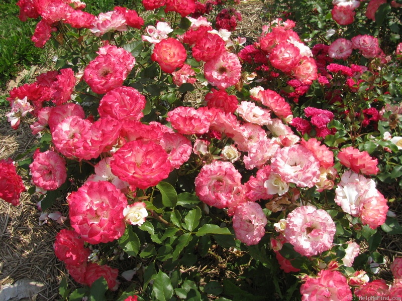 'Tourbillon (floribunda, Delbard, 1981)' rose photo