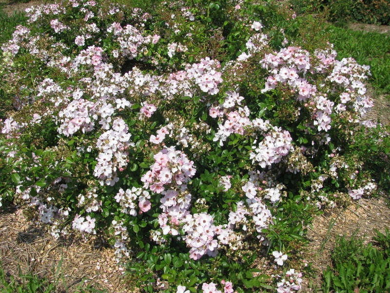 'Sweet Haze®' rose photo