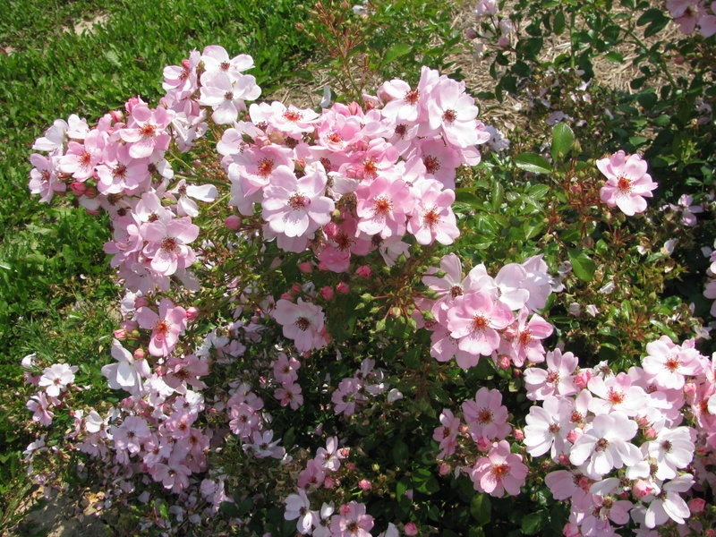 'Sweet Haze®' rose photo