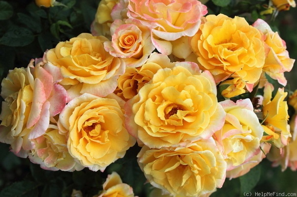 'Johan Barthold Jongkind' rose photo