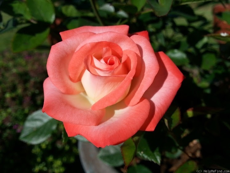 'Tennessee ™ (miniature, King, 1988)' rose photo