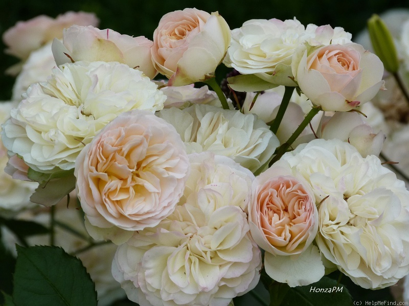 'Pastella ® (floribunda, Evers/Tantau, 1998)' rose photo