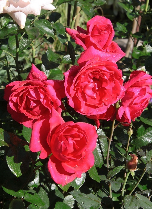 'Haydock Park' rose photo
