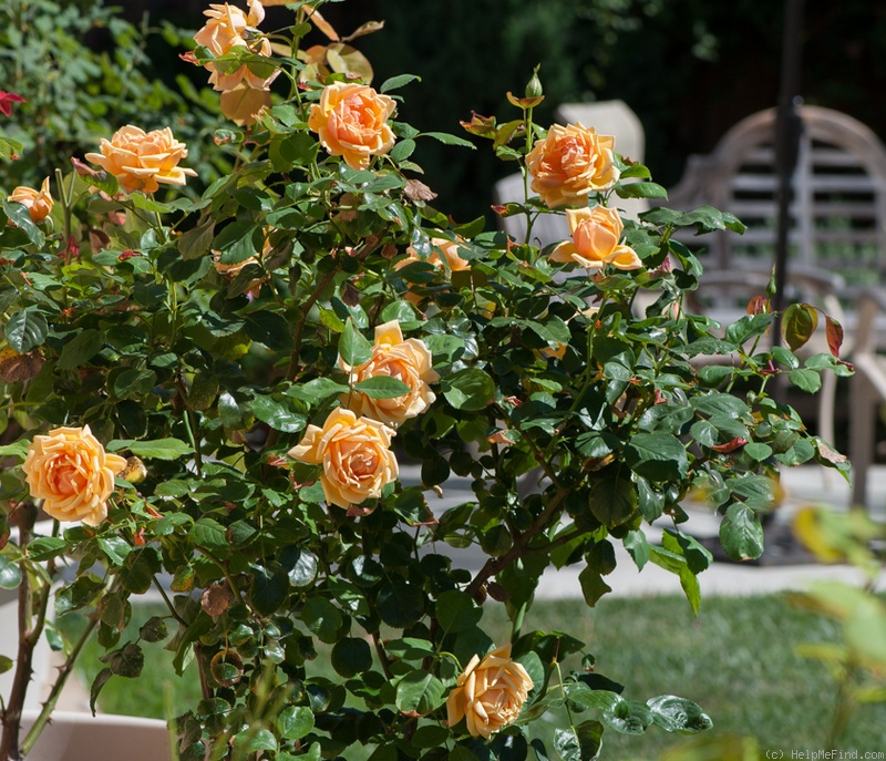 'Cynthia Brooke' rose, click to enlarge 'Cynthia Brooke' rose photo