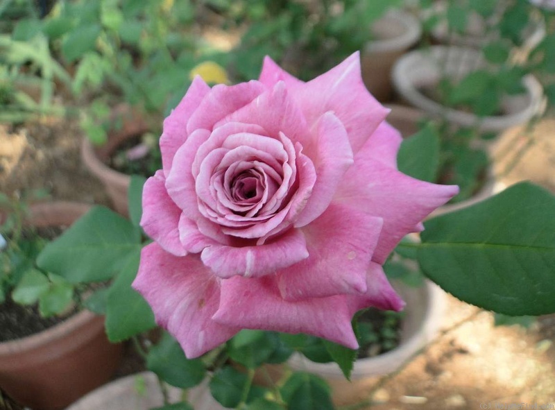 'Annie Davidson' rose photo