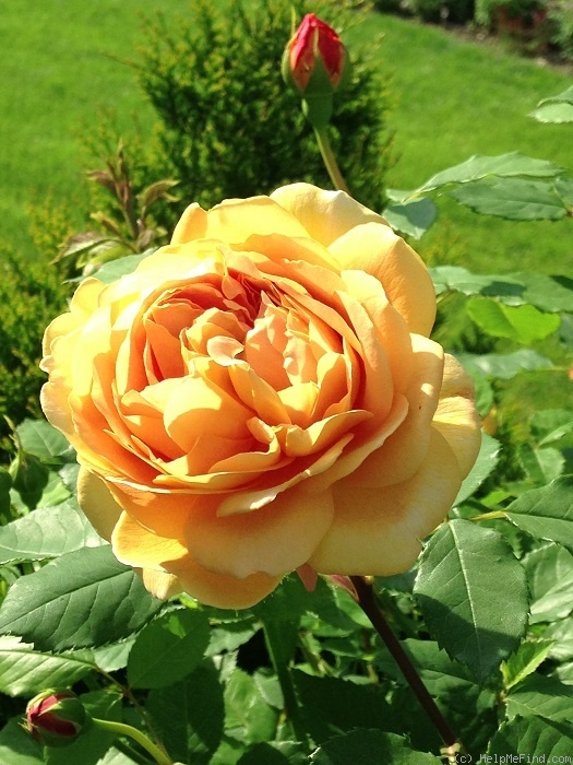 'Golden Celebration ™' rose photo