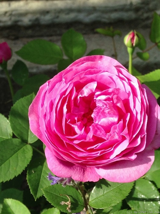'Louise Odier (Bourbon, Margottin, 1851)' rose photo