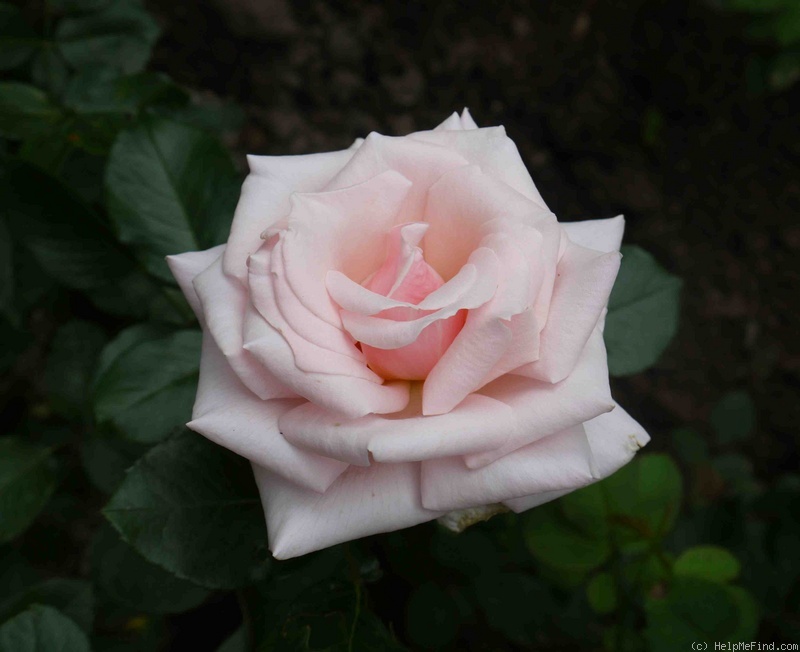 'Barbados®' rose photo