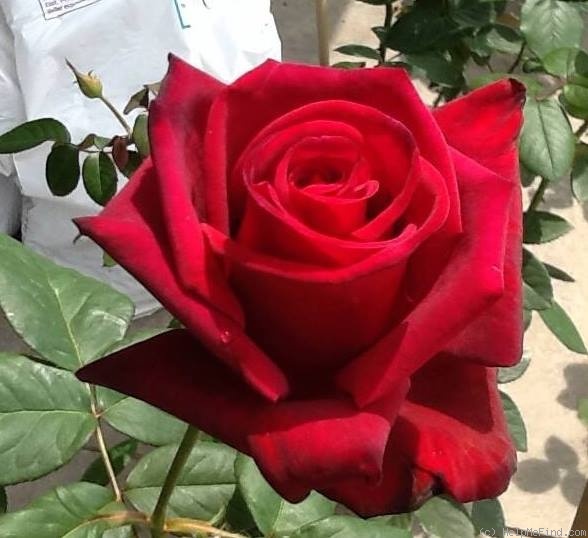 'Big Ben (hybrid tea, Gandy 1964)' rose photo