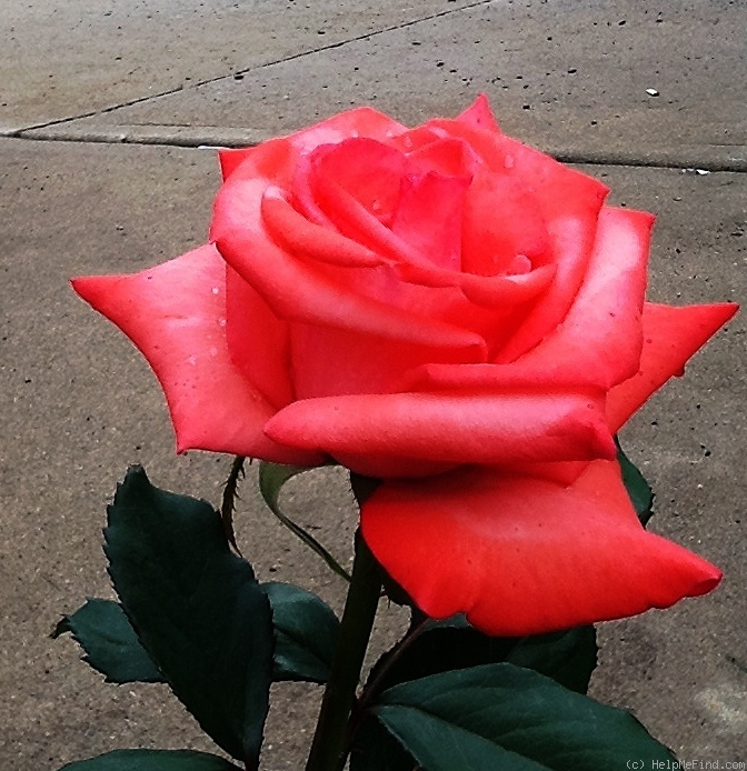 'Snuffy' rose photo