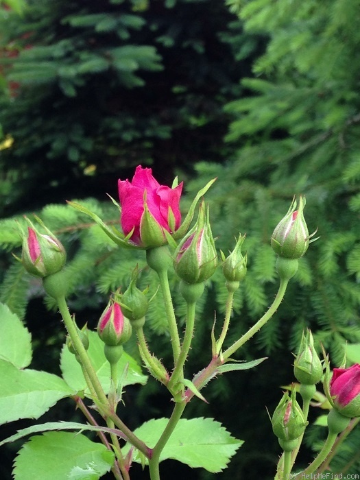 'Elmshorn' rose photo