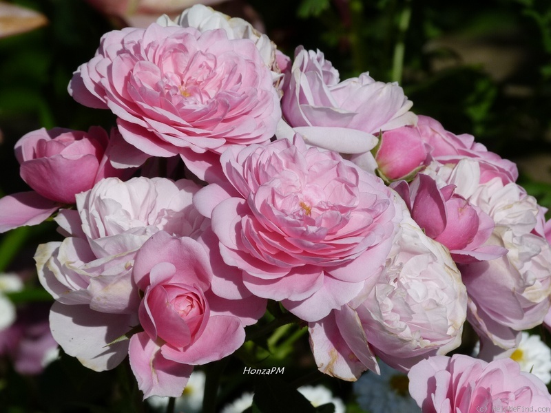 'Roseninsel' rose photo