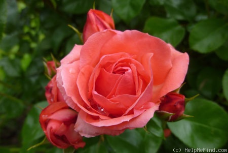 'Lichtblick ® (shrub, Noack, 1990/2013)' rose photo