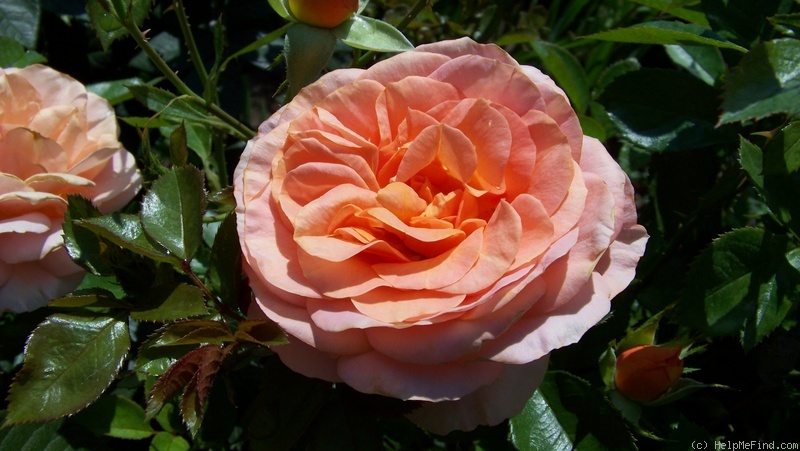 'Bengali (floribunda, Kordes, 2000/10)' rose photo