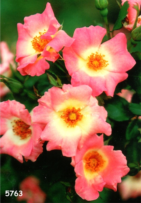 'Alma Bierbauer' rose photo