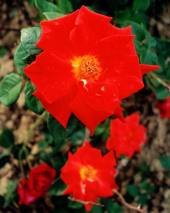 'Bright Star' rose photo