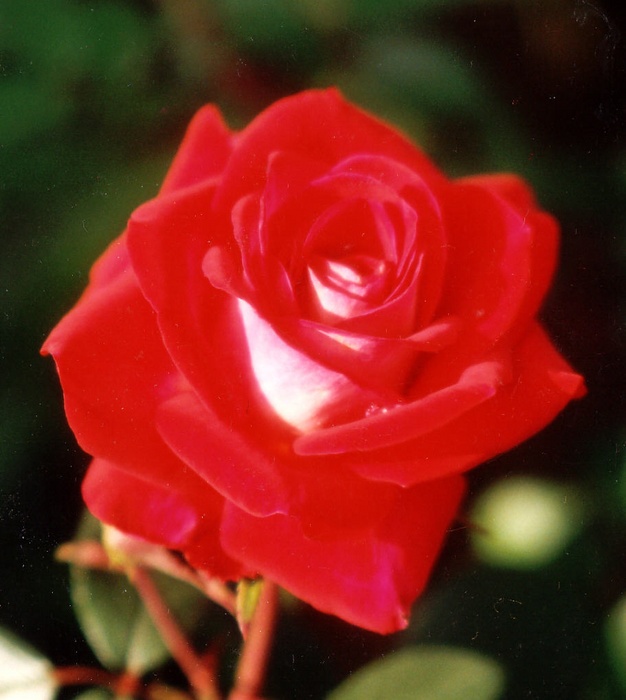 'Midnight Magic ™' rose photo