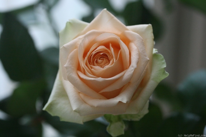 'Peach Avalanche+' rose photo