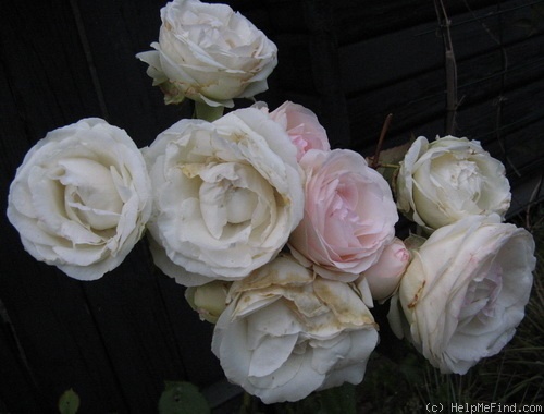 'Pierre de Ronsard ®' rose photo