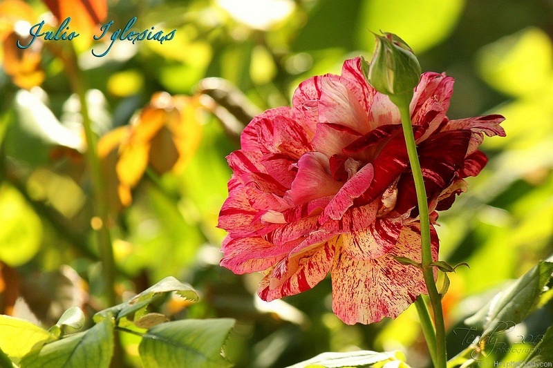 'Julio Iglesias ® (floribunda, Meilland, 2004)' rose photo