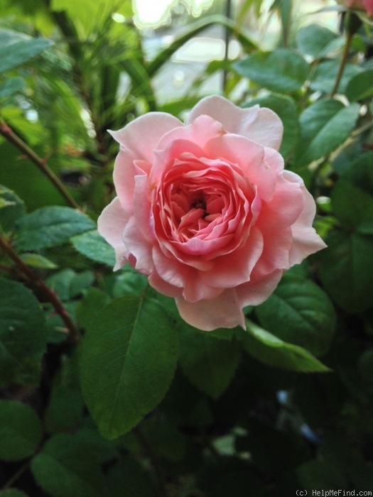 'EagoBoni2' rose photo