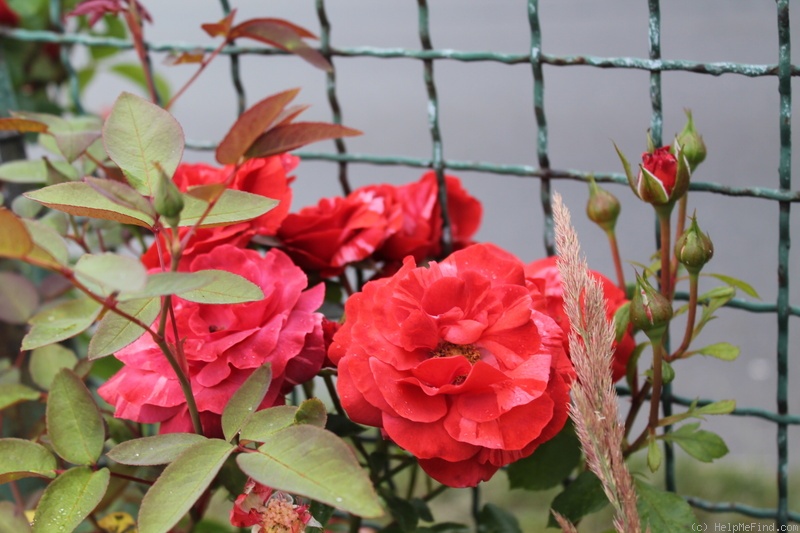 'Brownie (climber, Simpson 2009)' rose photo