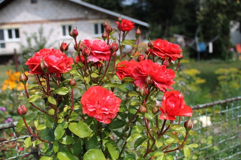 'Brownie (climber, Simpson 2009)' rose photo