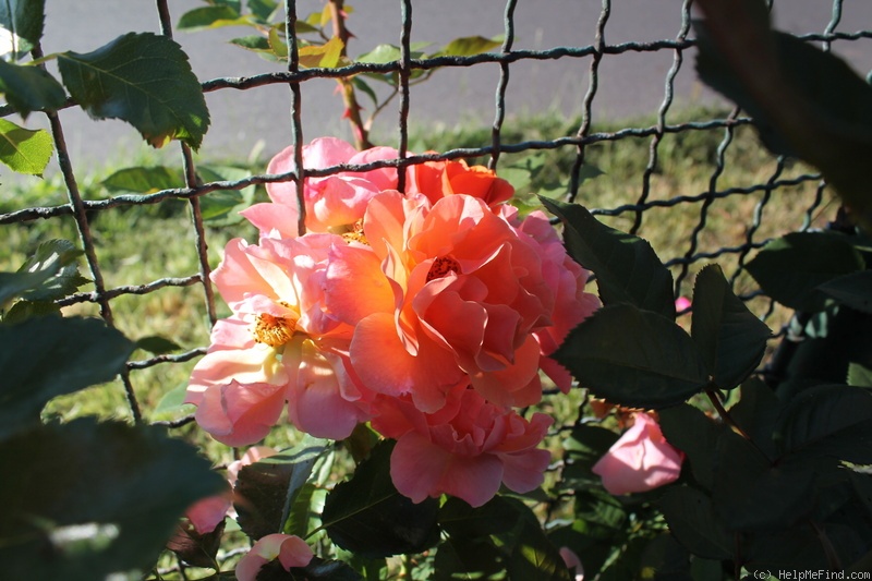 'Arabia (shrub, Evers, 2001/2010)' rose photo