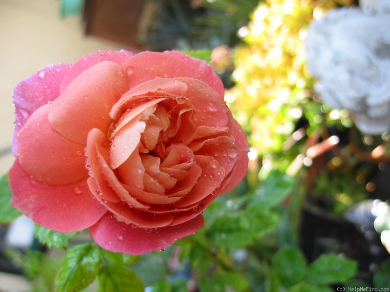 'CLEstormy' rose photo