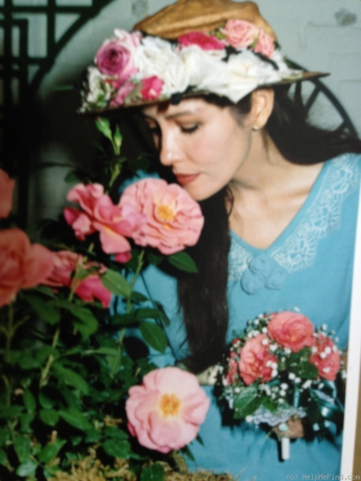 'Barbara Carrera' rose photo