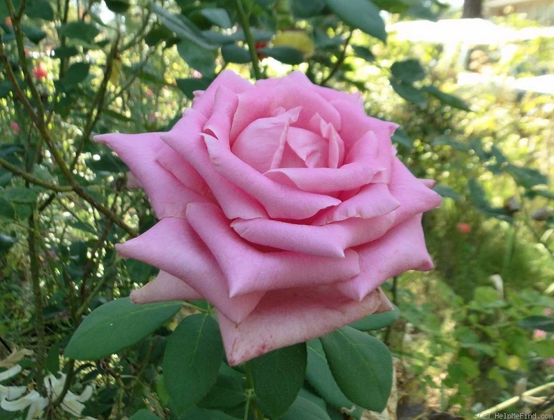 'Affirm' rose photo