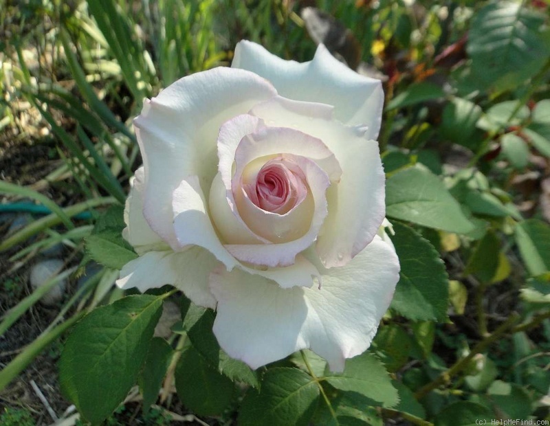 'Moonstone ™ (Hybrid Tea, Carruth, 1998)' rose photo