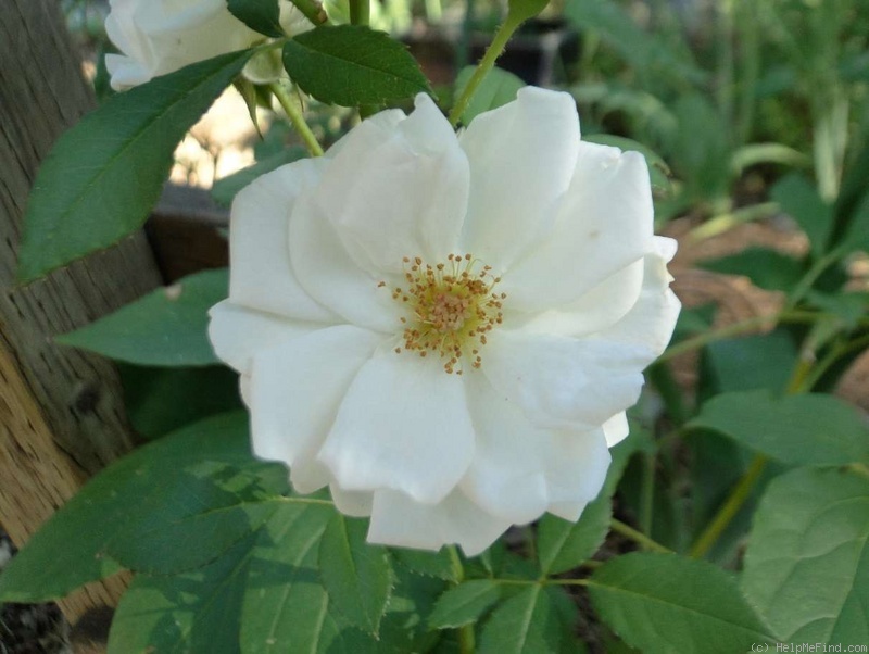 'White Diamond' rose photo